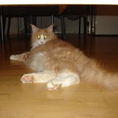 Maine Coon Mikkel Kessler