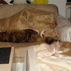 Maine Coon Mikkel Kessler