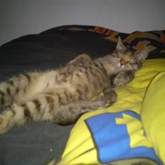 Blanding af racer pjuske 