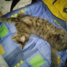 Blanding af racer pjuske 