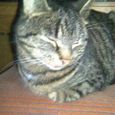 Blanding af racer Penny