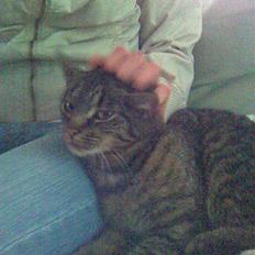 Blanding af racer Penny