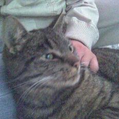 Blanding af racer Penny