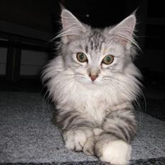 Blanding af racer Gimme 