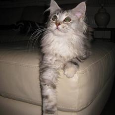 Blanding af racer Gimme 