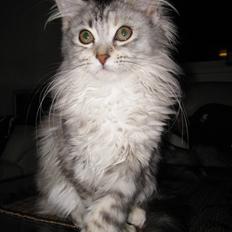 Blanding af racer Gimme 