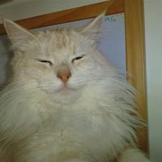 Blanding af racer marco