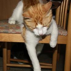 Blanding af racer Crash