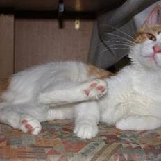 Blanding af racer Crash