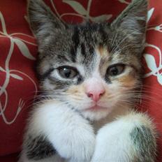 Huskat Angel * SAVNET *