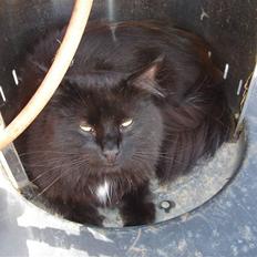 Norsk Skovkat pjuske