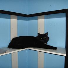 Norsk Skovkat pjuske