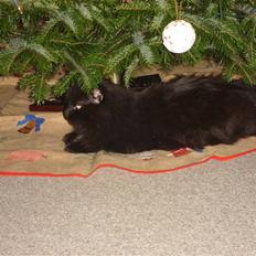 Norsk Skovkat pjuske