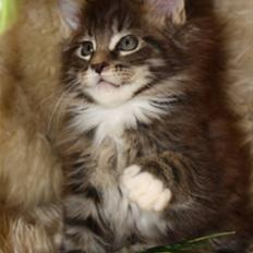 Maine Coon Oliver (Oli) 