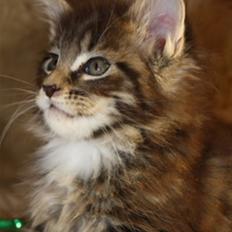 Maine Coon Oliver (Oli) 