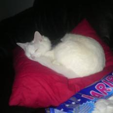 Blanding af racer Bella