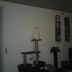 Blanding af racer Bella