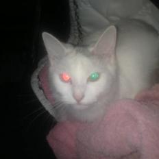 Blanding af racer Bella