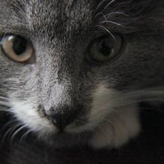 Blanding af racer Lucky Pedro The Moonlight Fighter