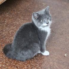 Blanding af racer Lucky Pedro The Moonlight Fighter