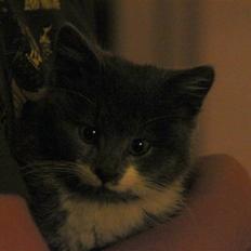 Blanding af racer Lucky Pedro The Moonlight Fighter