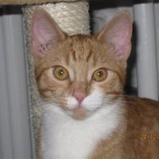 Blanding af racer Twix