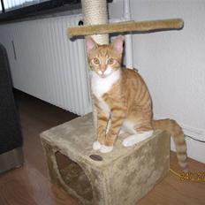 Blanding af racer Twix