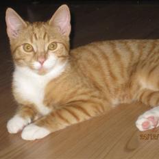 Blanding af racer Twix