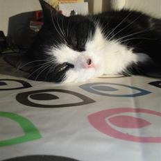 Blanding af racer Sille