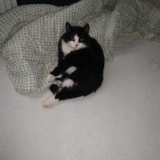 Blanding af racer Sille