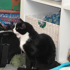 Blanding af racer Sille