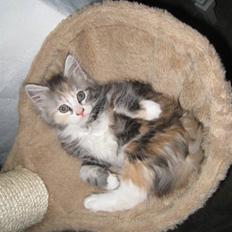 Blanding af racer Athene