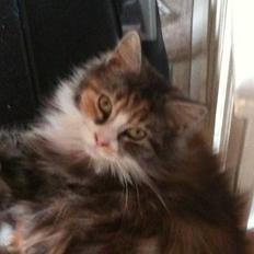 Blanding af racer Athene