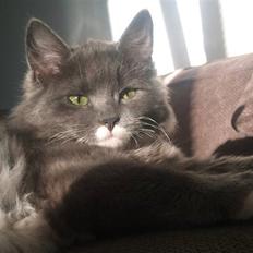 Blanding af racer Luna <3