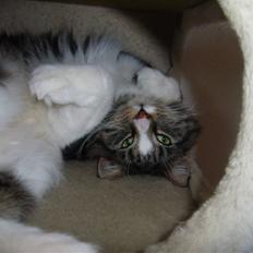 Blanding af racer O´mally