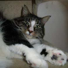 Blanding af racer O´mally