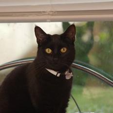 Blanding af racer Duchesse