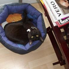 Blanding af racer Duchesse