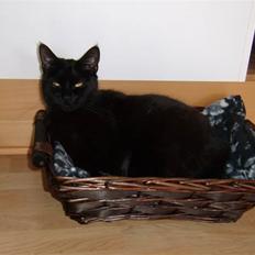 Blanding af racer Duchesse