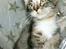 Maine Coon lykkekatte Lakota
