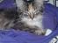 Maine Coon lykkekatte Lakota