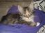 Maine Coon lykkekatte Lakota