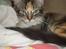 Maine Coon lykkekatte Lakota