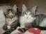 Maine Coon lykkekatte Lakota - åhhhh du er da lækker skal vi ikk være kærester.... *GGGG*
