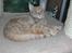 Europé DK Rothes Jacobine  - DK Rothes Jacobine (EUR d 24 ) rødspottet tabby hunkat, 8 md 