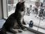 Huskat Mille