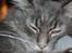 Maine Coon Aske