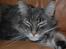 Maine Coon Aske