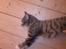 Huskat Charlie R.I.P