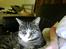Huskat Charlie R.I.P